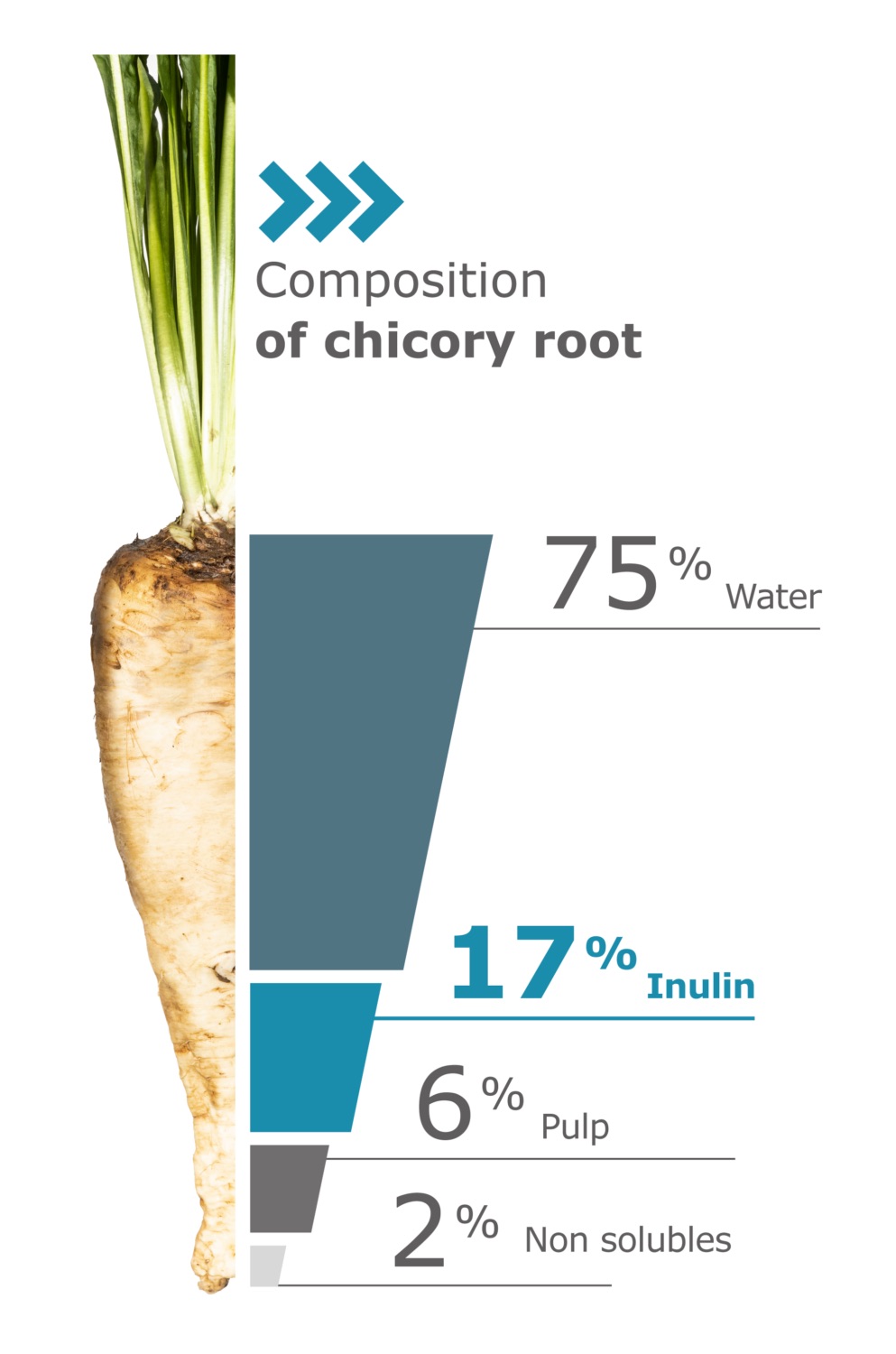 Cosucra composition of chicory roots