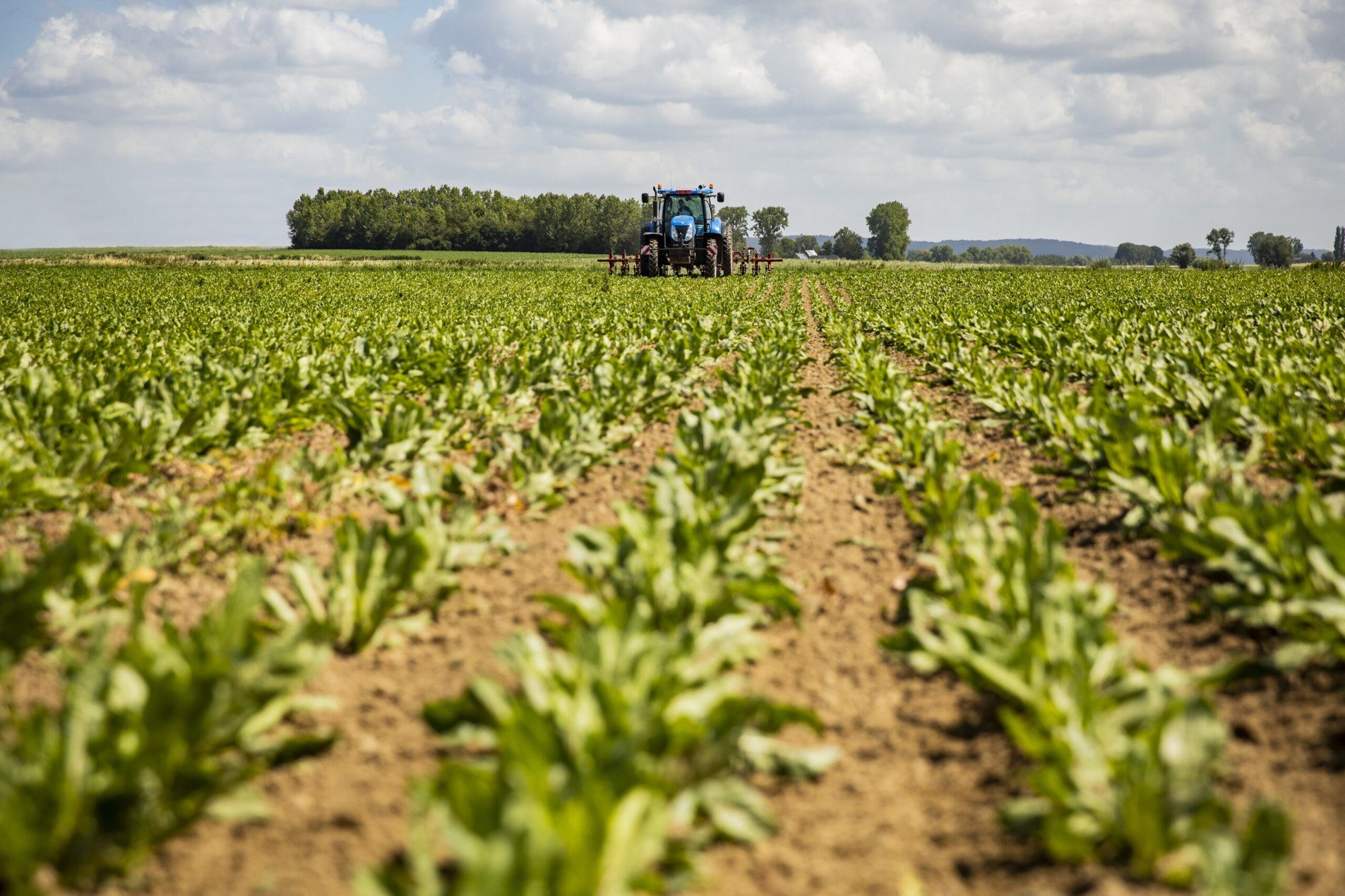 Raw materials Chicory