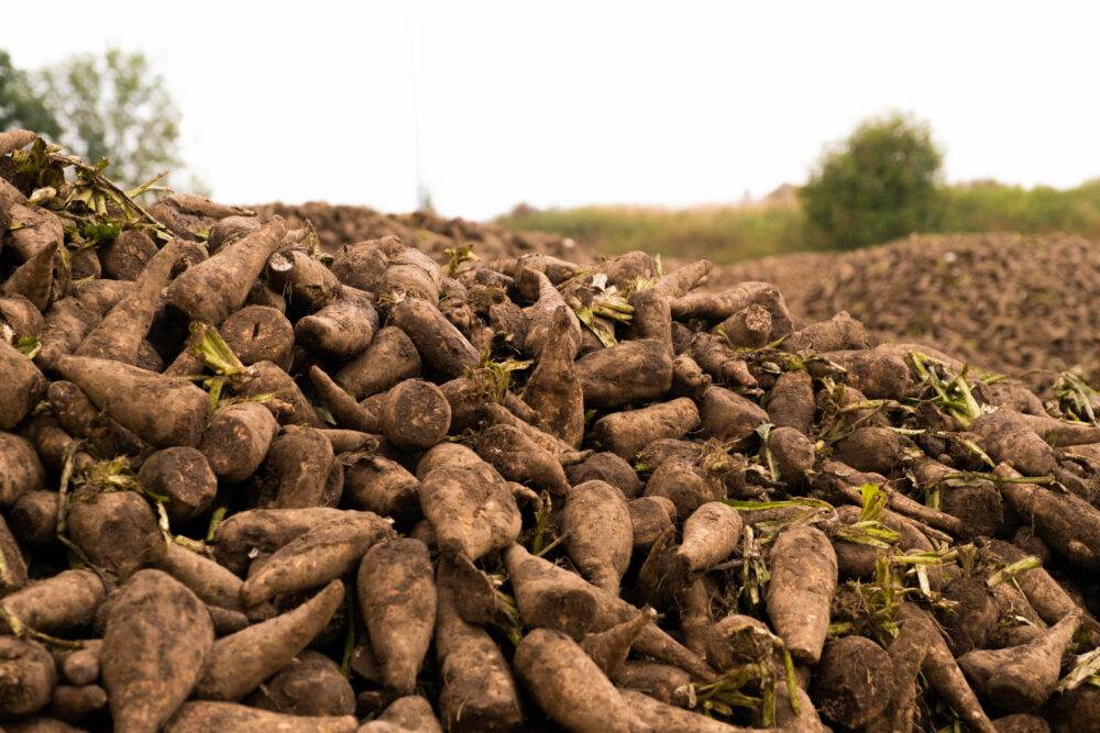 Raw materials chicory