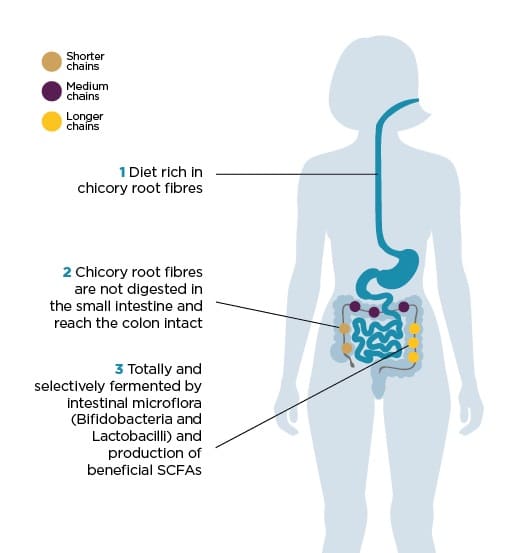 FIBRULINE-SCHEMA_PREBIOTIC_FIBER