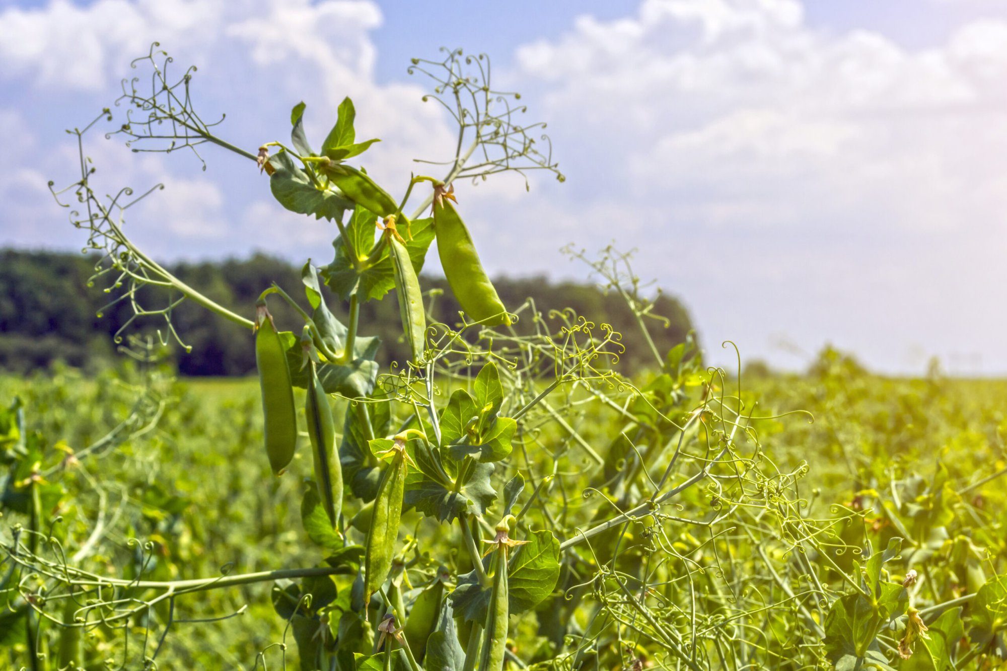 Raw material - yellow peas