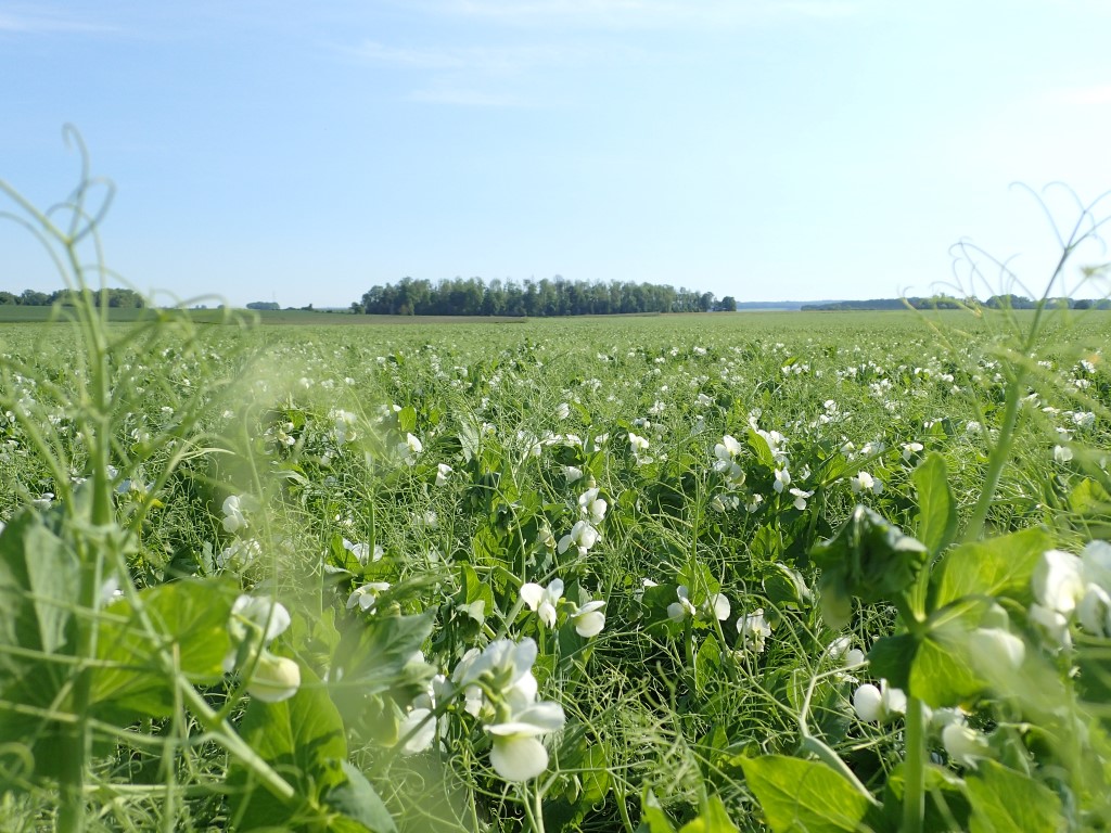 Ingredient-Pisane-Sustainable-Pea-Field